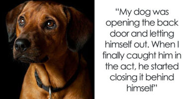 69 Stories About The Most Intelligent Pets People Have Ever Had