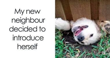 80 Adorable Pet Memes That Might Melt Your Heart