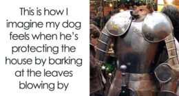 80 Funny Dog Memes For Anyone Who Has A Dog Or Just Wants A Good Laugh