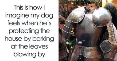 80 Funny Dog Memes For Anyone Who Has A Dog Or Just Wants A Good Laugh
