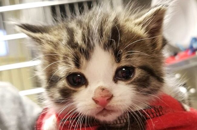 9-Year-Old Boy Trades His Favorite Thing to Save Life of Kitten Being Tortured by Sadists – RedState