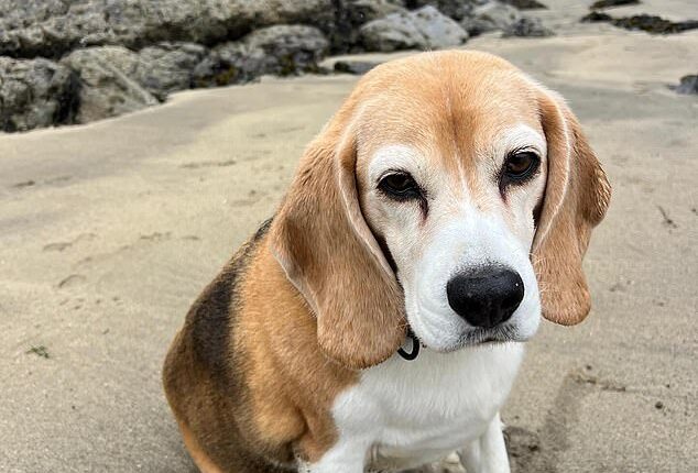 Aaron Ramsey issues desperate plea to find his dog after it goes missing in Mexico