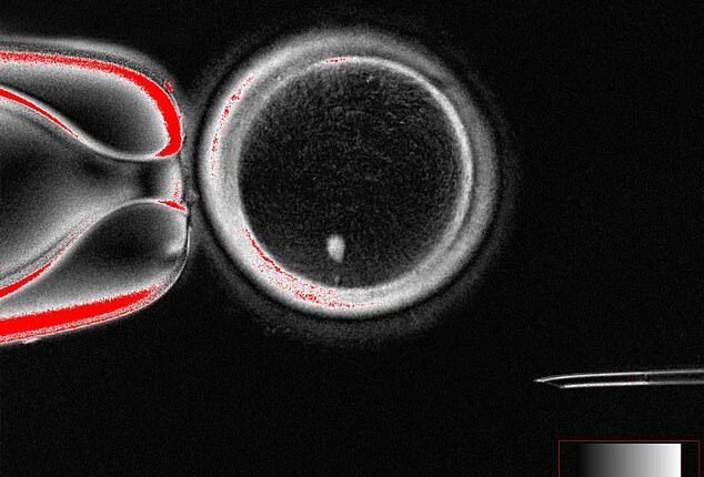 Experts from Oregon Health & Science University have created fertilizable eggs from human skin cells for the very first time