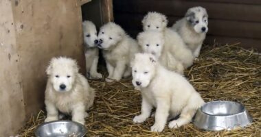 Banning Pet Sales – HotAir