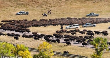 Over six years, researchers tracked bison with GPS collars, analyzed satellite imagery, and conducted field studies, revealing that the herds are following age-old migration paths once traveled by their ancestors long before human development altered the landscape (stock)