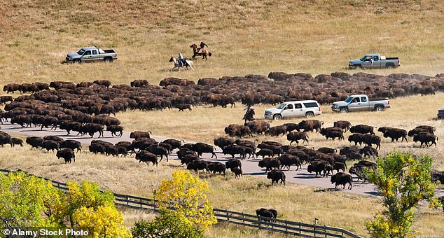 Over six years, researchers tracked bison with GPS collars, analyzed satellite imagery, and conducted field studies, revealing that the herds are following age-old migration paths once traveled by their ancestors long before human development altered the landscape (stock)
