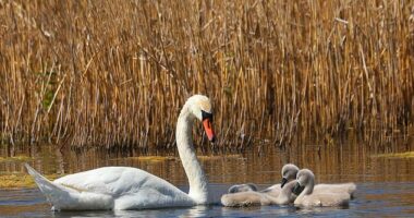 Californians will be allowed to hunt mute swans for five years starting on January 1, 2026