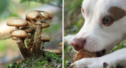 Can Dogs Eat Mushrooms? Understanding Mushroom Toxicity in Dogs