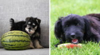 Can Dogs Eat Watermelon? - TVovermind