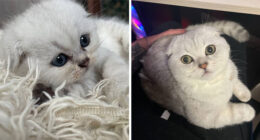 “Cat Grows”: 29 Side-By-Side Comparisons Of Cats Now And When They Were Little (New Pics)