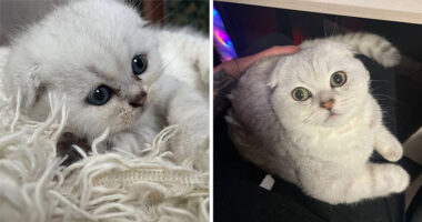 “Cat Grows”: 29 Side-By-Side Comparisons Of Cats Now And When They Were Little (New Pics)