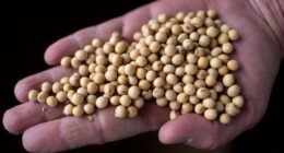 China has ‘not bought a bushel’ of soybeans from U.S. farmers this year. What happens to the crop now?