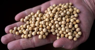 China has ‘not bought a bushel’ of soybeans from U.S. farmers this year. What happens to the crop now?