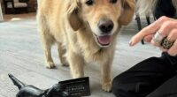 Accompanied by her beloved dog Reggie, Diane Keaton showed no sign of ill health as she promoted National Pet Day with Instagram followers in April