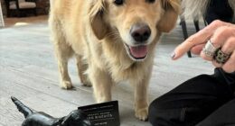 Accompanied by her beloved dog Reggie, Diane Keaton showed no sign of ill health as she promoted National Pet Day with Instagram followers in April