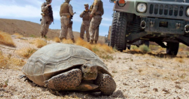 Dim Bulbs and Solar – HotAir