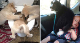 Dogs Can Be Assholes, Too