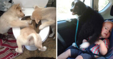 Dogs Can Be Assholes, Too