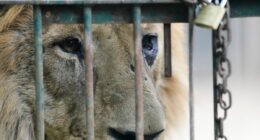 Dozens of neglected animals at notorious Argentina zoo finally being rescued