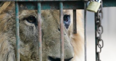 Dozens of neglected animals at notorious Argentina zoo finally being rescued