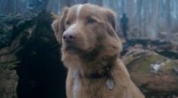Good Boy Director Discusses Potential Sequels and Expanded Universe