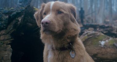 Good Boy Director Discusses Potential Sequels and Expanded Universe