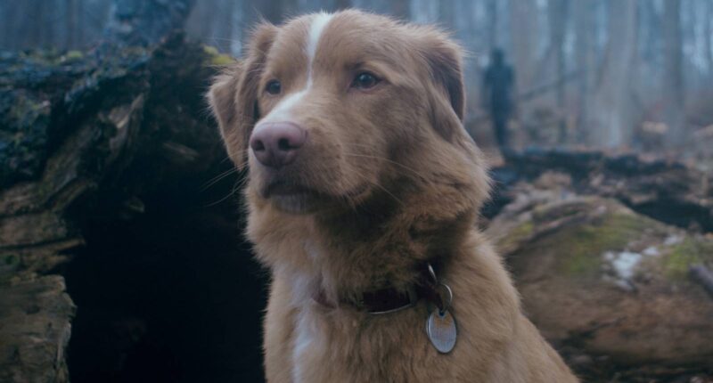Good Boy Director Discusses Potential Sequels and Expanded Universe