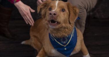 Good Boys and Girls: The Very Best Movie and TV Dogs