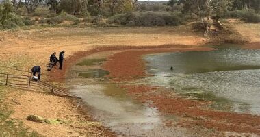 Police have declared that the search for a four-year-old boy missing in the South Australian outback is now in the 'recovery phase,' as rescuers hold little hope of finding him alive.