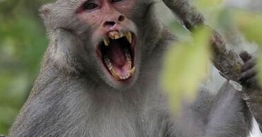 Herpes-COVID Monkeys on the Loose After Big Rig Crashes: Report – RedState