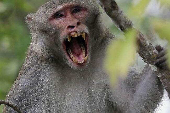 Herpes-COVID Monkeys on the Loose After Big Rig Crashes: Report – RedState