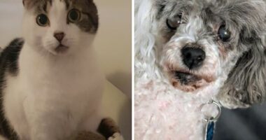 Hey Pandas, Show Me Your Beloved Pets