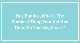 Hey Pandas, What’s The Funniest Thing Your Cat Has Done On Your Keyboard?