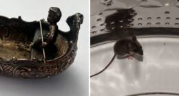 Hey Pandas, What’s The Most Unexpected Thing You’ve Found While Cleaning?