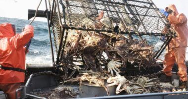 How Exactly Do Crab Pots Work on 'Deadliest Catch'?