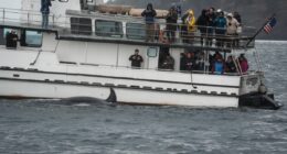 How underwater internet cables could help save these endangered whales