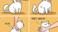 If You’re A Cat Owner, These Comics By Lingvistov Might Be Very Relatable To You (50 Best Pics)
