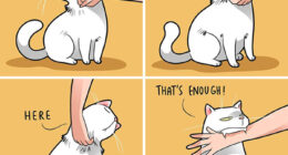 If You’re A Cat Owner, These Comics By Lingvistov Might Be Very Relatable To You (50 Best Pics)
