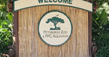 Influencer nearly became ‘elephant food’ after jumping into animal enclosure at Pittsburgh Zoo