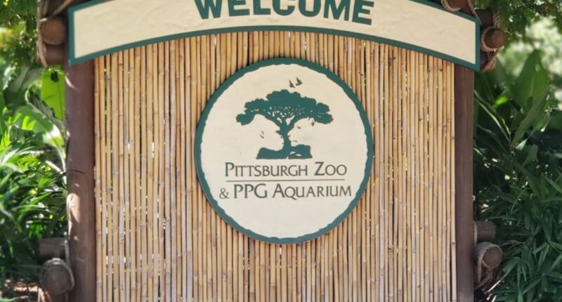 Influencer nearly became ‘elephant food’ after jumping into animal enclosure at Pittsburgh Zoo