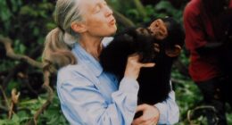 Primatologist Jane Goodall has died of natural causes at the age of 91. She is pictured with a chimpanzee in her arms in 1995