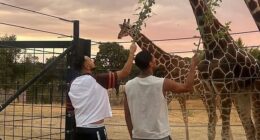 Jude Bellingham (right) is enjoying his downtime this international break by visiting Madrid Zoo