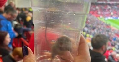 A Sunderland fan was horrified to find a mouse in the away end at Old Trafford on Saturday
