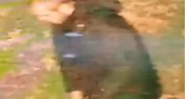 West Midlands Police has launched a manhunt for a suspected rapist, who is described as white, aged in his 30s, with short hair. The man (pictured on CCTV) was wearing dark clothing at the time of the alleged attack, which happened in Walsall
