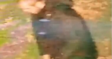 West Midlands Police has launched a manhunt for a suspected rapist, who is described as white, aged in his 30s, with short hair. The man (pictured on CCTV) was wearing dark clothing at the time of the alleged attack, which happened in Walsall