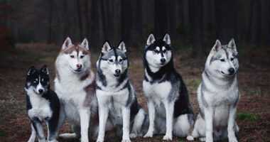 My Passion Is Taking Portraits Of Dogs