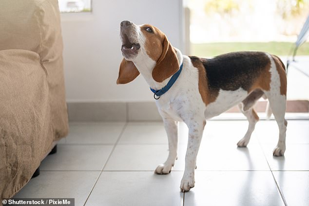 Yapping: A reader is being driven to distraction by his neighbour's noisy dog - and despite promises to keep the animal quiet, nothing has been done