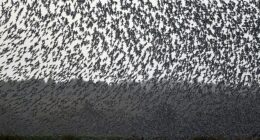 Ominous warning for humanity as birds suddenly adopt 'unsettling' behavior