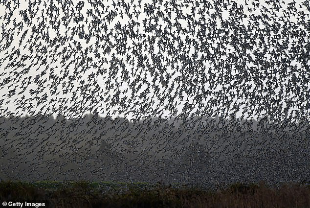 Ominous warning for humanity as birds suddenly adopt 'unsettling' behavior