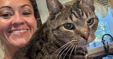 A woman whose cat traveled over 100 miles at highway speeds on the roof of her car has recalled the 'terrifying' moment that she discovered the 'unfazed' feline